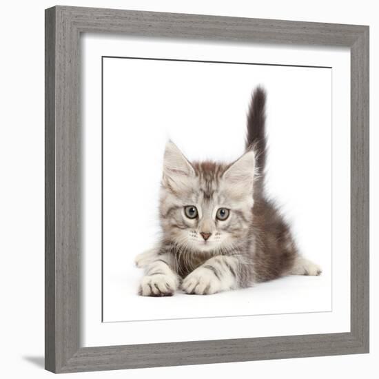 Silver tabby kitten, Freya, age 8 weeks.-Mark Taylor-Framed Photographic Print