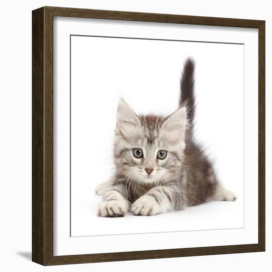 Silver tabby kitten, Freya, age 8 weeks.-Mark Taylor-Framed Photographic Print