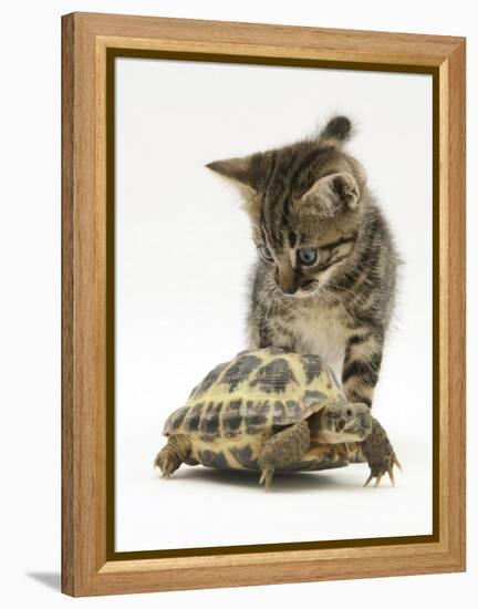 Silver Tabby Kitten Looking at a Hermann's Tortoise Walking-Jane Burton-Framed Premier Image Canvas