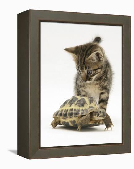 Silver Tabby Kitten Looking at a Hermann's Tortoise Walking-Jane Burton-Framed Premier Image Canvas