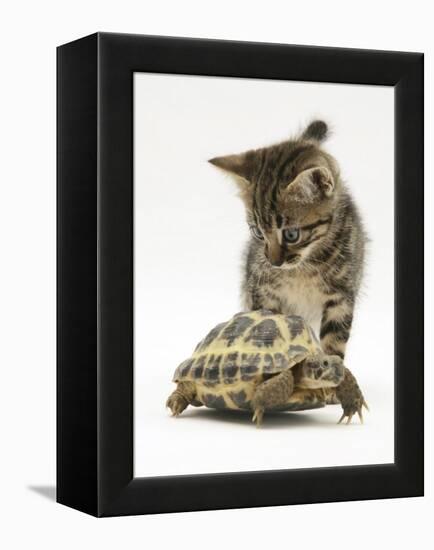 Silver Tabby Kitten Looking at a Hermann's Tortoise Walking-Jane Burton-Framed Premier Image Canvas