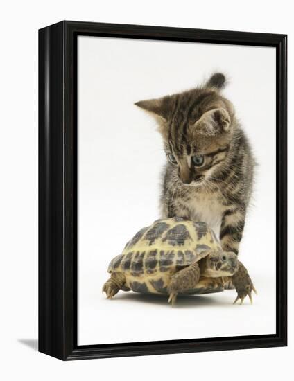 Silver Tabby Kitten Looking at a Hermann's Tortoise Walking-Jane Burton-Framed Premier Image Canvas