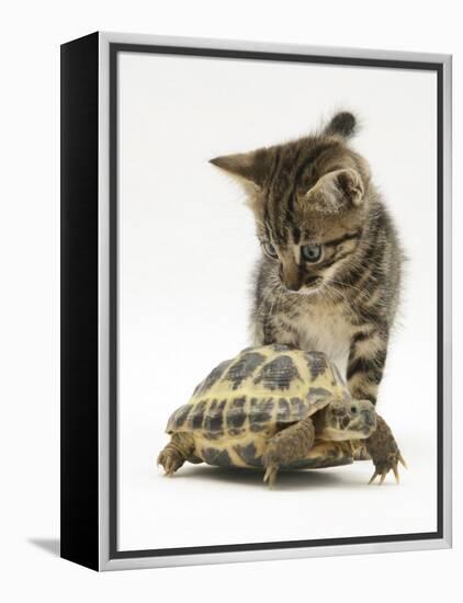 Silver Tabby Kitten Looking at a Hermann's Tortoise Walking-Jane Burton-Framed Premier Image Canvas