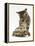 Silver Tabby Kitten Looking at a Hermann's Tortoise Walking-Jane Burton-Framed Premier Image Canvas