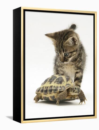 Silver Tabby Kitten Looking at a Hermann's Tortoise Walking-Jane Burton-Framed Premier Image Canvas