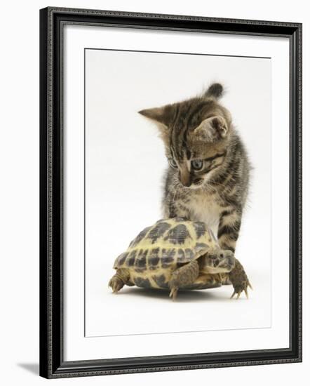 Silver Tabby Kitten Looking at a Hermann's Tortoise Walking-Jane Burton-Framed Photographic Print