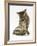 Silver Tabby Kitten Looking at a Hermann's Tortoise Walking-Jane Burton-Framed Photographic Print