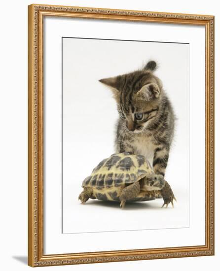 Silver Tabby Kitten Looking at a Hermann's Tortoise Walking-Jane Burton-Framed Photographic Print