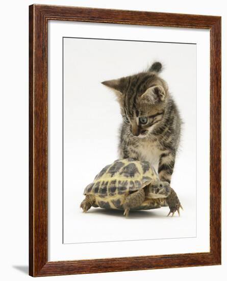 Silver Tabby Kitten Looking at a Hermann's Tortoise Walking-Jane Burton-Framed Photographic Print