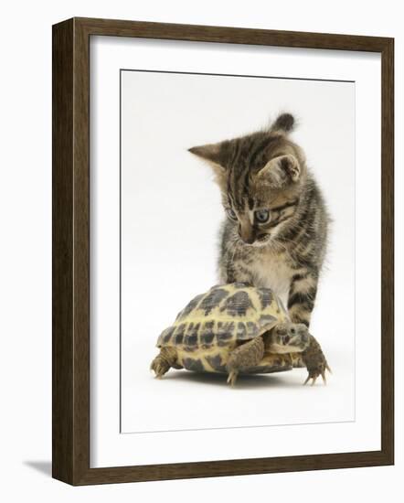 Silver Tabby Kitten Looking at a Hermann's Tortoise Walking-Jane Burton-Framed Photographic Print