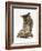 Silver Tabby Kitten Looking at a Hermann's Tortoise Walking-Jane Burton-Framed Photographic Print