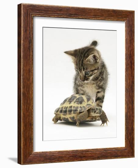 Silver Tabby Kitten Looking at a Hermann's Tortoise Walking-Jane Burton-Framed Photographic Print