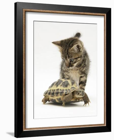 Silver Tabby Kitten Looking at a Hermann's Tortoise Walking-Jane Burton-Framed Photographic Print