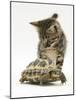 Silver Tabby Kitten Looking at a Hermann's Tortoise Walking-Jane Burton-Mounted Photographic Print