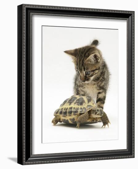 Silver Tabby Kitten Looking at a Hermann's Tortoise Walking-Jane Burton-Framed Photographic Print