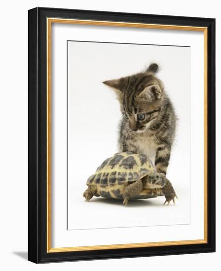 Silver Tabby Kitten Looking at a Hermann's Tortoise Walking-Jane Burton-Framed Photographic Print