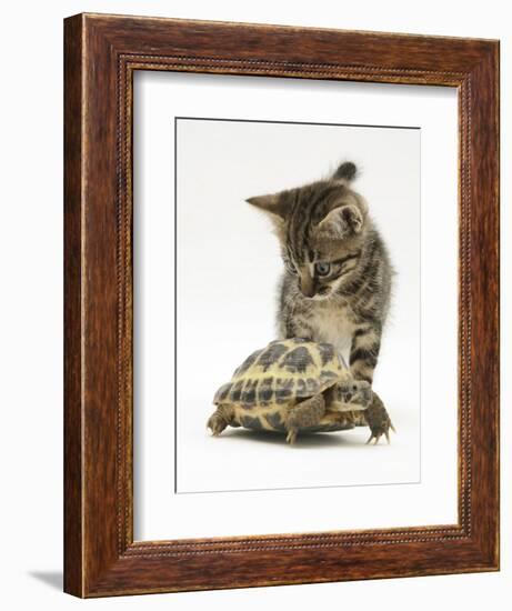 Silver Tabby Kitten Looking at a Hermann's Tortoise Walking-Jane Burton-Framed Photographic Print