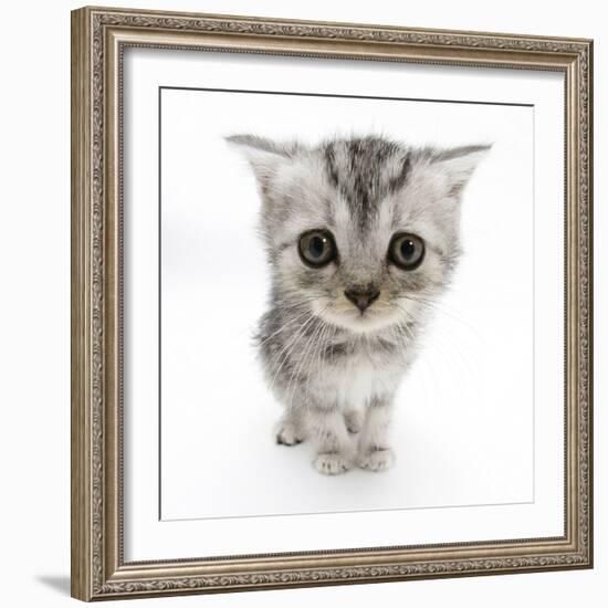 Silver Tabby Kitten with Big Eyes-Mark Taylor-Framed Photographic Print