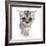 Silver Tabby Kitten with Big Eyes-Mark Taylor-Framed Photographic Print