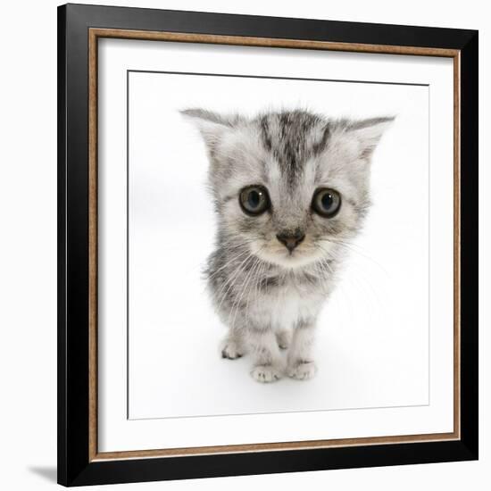 Silver Tabby Kitten with Big Eyes-Mark Taylor-Framed Photographic Print