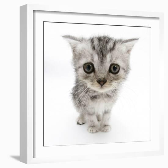Silver Tabby Kitten with Big Eyes-Mark Taylor-Framed Photographic Print