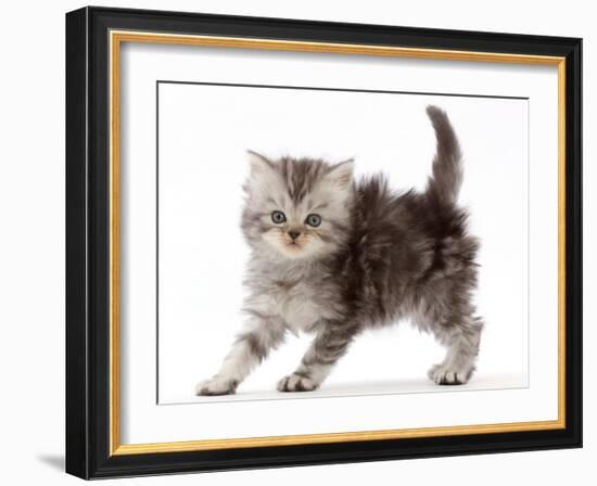 Silver tabby Persian-cross kitten arching back in playful confrontation.-Mark Taylor-Framed Photographic Print