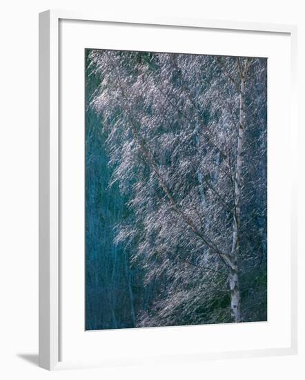 Silver Threads-Doug Chinnery-Framed Photographic Print