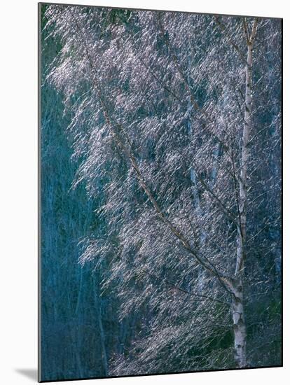 Silver Threads-Doug Chinnery-Mounted Photographic Print