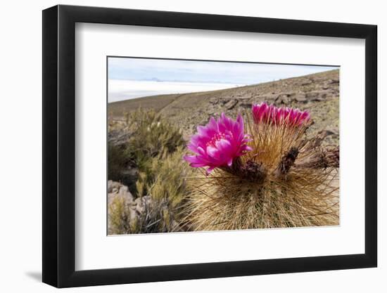 Silver torch (Cleistocactus strausii), flowering near the salt flats in Salar de Uyuni, Bolivia-Michael Nolan-Framed Photographic Print