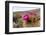 Silver torch (Cleistocactus strausii), flowering near the salt flats in Salar de Uyuni, Bolivia-Michael Nolan-Framed Photographic Print