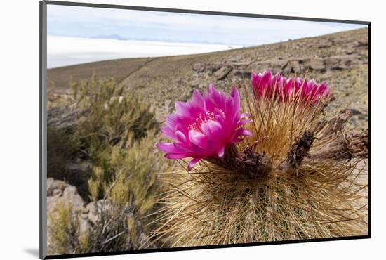 Silver torch (Cleistocactus strausii), flowering near the salt flats in Salar de Uyuni, Bolivia-Michael Nolan-Mounted Photographic Print