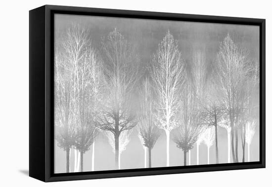 Silver Trees-Kate Bennett-Framed Stretched Canvas