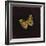 Silver Washed Fritillary Butterfly, 2000-Amelia Kleiser-Framed Giclee Print