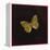 Silver Washed Fritillary Butterfly, 2000-Amelia Kleiser-Framed Premier Image Canvas
