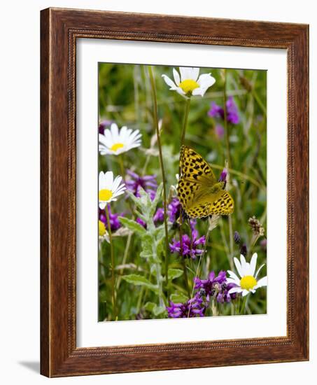 Silver-washed Fritillary Butterfly-Bob Gibbons-Framed Photographic Print