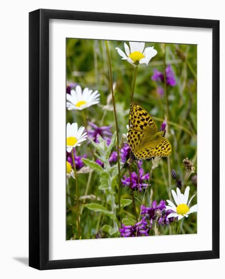 Silver-washed Fritillary Butterfly-Bob Gibbons-Framed Photographic Print