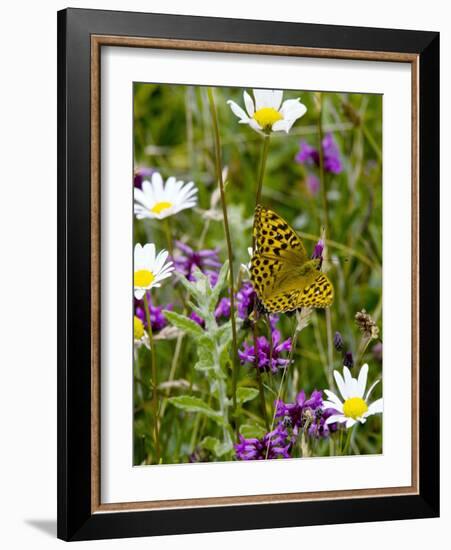 Silver-washed Fritillary Butterfly-Bob Gibbons-Framed Photographic Print