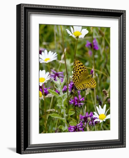 Silver-washed Fritillary Butterfly-Bob Gibbons-Framed Photographic Print