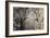 Silver Whispers II-Edward Aparicio-Framed Giclee Print