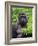 Silverback Lowland Gorilla-Adam Jones-Framed Photographic Print