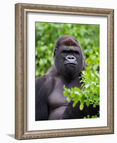 Silverback Lowland Gorilla-Adam Jones-Framed Photographic Print