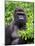 Silverback Lowland Gorilla-Adam Jones-Mounted Photographic Print