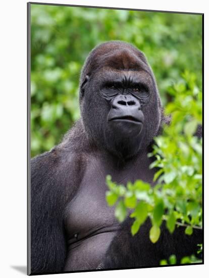 Silverback Lowland Gorilla-Adam Jones-Mounted Photographic Print