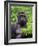 Silverback Lowland Gorilla-Adam Jones-Framed Photographic Print