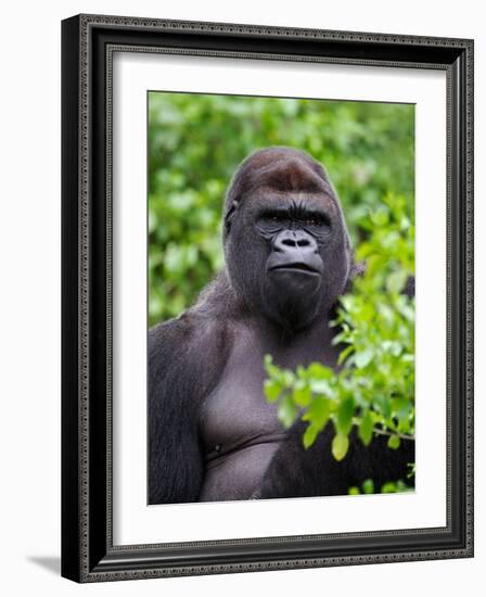 Silverback Lowland Gorilla-Adam Jones-Framed Photographic Print