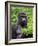 Silverback Lowland Gorilla-Adam Jones-Framed Photographic Print