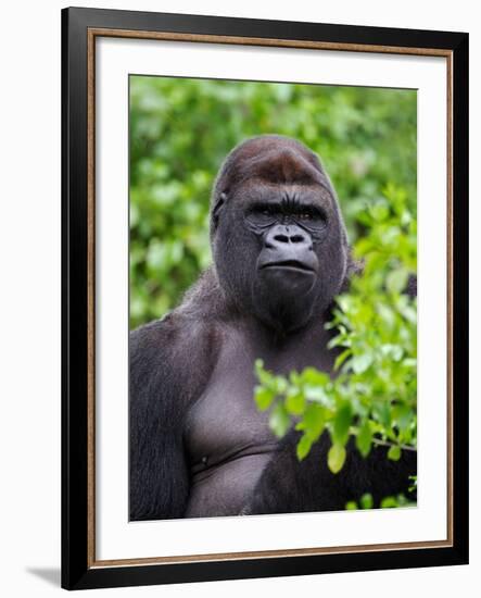 Silverback Lowland Gorilla-Adam Jones-Framed Photographic Print