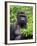 Silverback Lowland Gorilla-Adam Jones-Framed Photographic Print