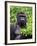 Silverback Lowland Gorilla-Adam Jones-Framed Photographic Print