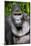 Silverback Male Eastern Lowland Gorilla (Gorilla Beringei Graueri)-Eric Baccega-Mounted Photographic Print